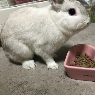 優しい飼い主さん募集中です。 - その他