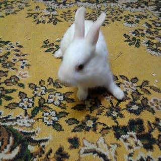 【お話し中】ウサギの里親さん、募集します☆