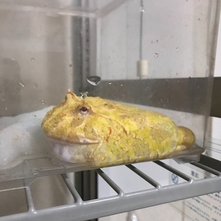 同性の爬虫類好きな友達募集です！ − 東京都
