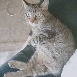 飼えなくなりました2匹
