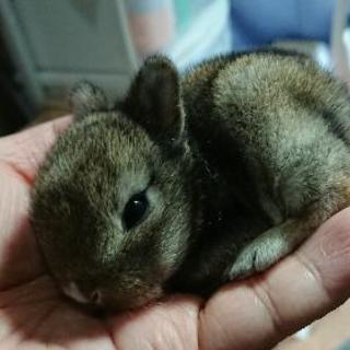 受付終了しました◇子うさぎの里親募集しています