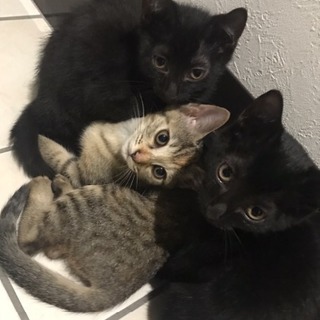 3ヶ月の子猫の里親募集中です。