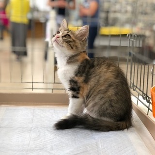 ♡譲渡会のお知らせ♡