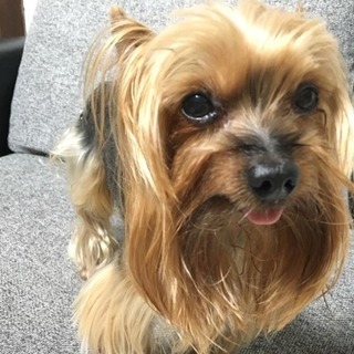 迷子犬探しています - 筑紫郡