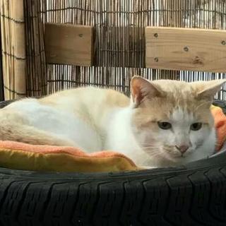 成猫ちゃん(推定2～3歳男の子)