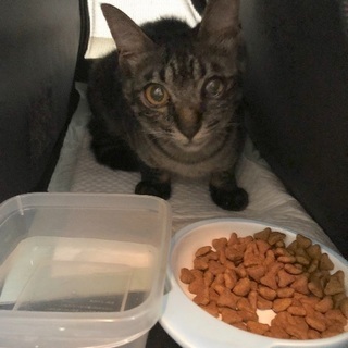 猫を保護しました！飼い主さんいませんか？