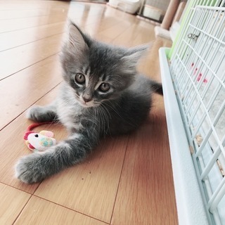 【里親決定】ふわふわグレーの子猫(メス)の里親募集