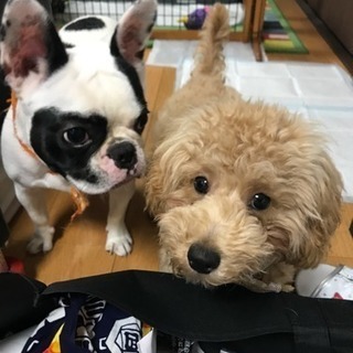 ワンコ友達