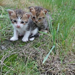 １ヶ月の子猫♡兄弟でもらって頂ける方