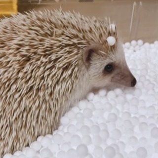 ハリネズミ