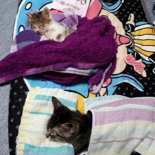 新しい家族探してます！(飼い主不在確認済み)