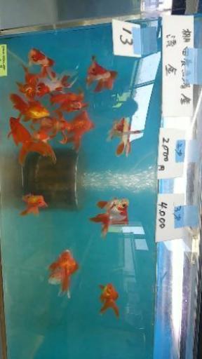 在庫整理！２、３歳から当歳いれかえのため！