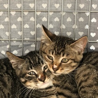 超ラッキーな子猫たち、里親さん募集です