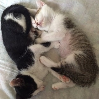 一旦、お休みします子猫2匹、里親募集