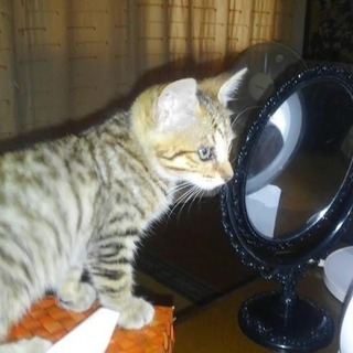 生後2か月ぐらいの子猫の里親募集（引き取りに来てくれる方希望）