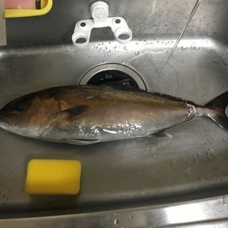 釣り仲間募集