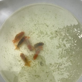 協会系らんちゅうの画像