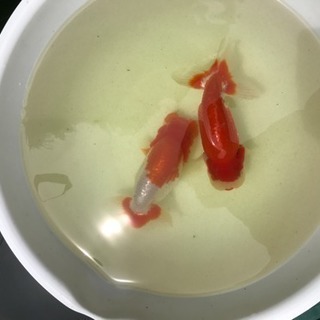 協会系らんちゅうの画像