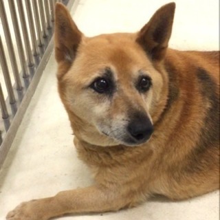 飼主さんのお迎えがありました！有難うございました。