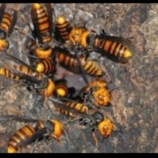 蜂駆除致します！🐝🐝🐝