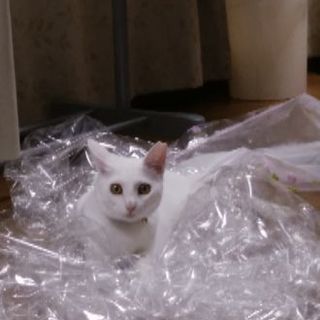 飼い猫が迷子になりました