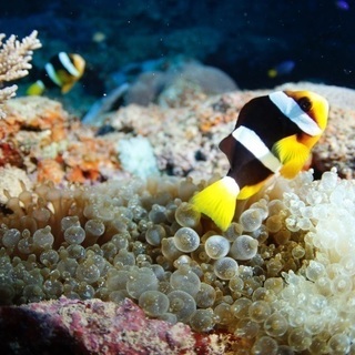 この夏は、海で過ごしましょう！の画像