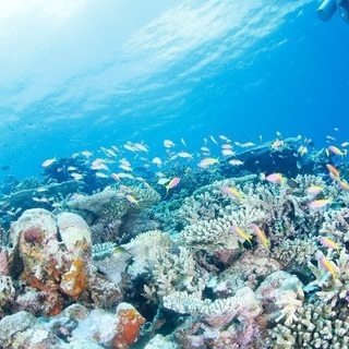 この夏は、海で過ごしましょう！の画像