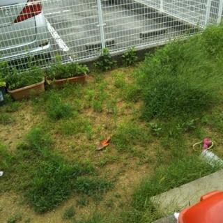お庭の草抜き募集！！の画像