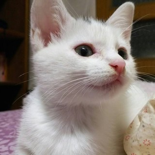 ふわふあぁ~♪お姫様ぁ~♪白猫ヘーゼルちゃん♪　1か月半