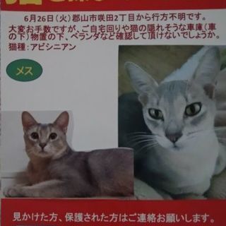 猫を探しています