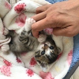 おめめ♪ぱっちり♪グレーアイズ♪の白手袋マイマイのメノルちゃん♪