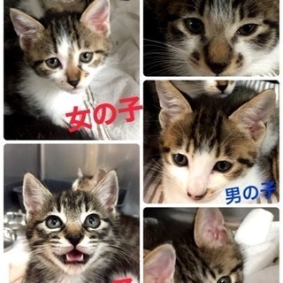 飼育放棄された5兄妹
