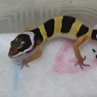 レオパ ヒョウモントカゲモドキ