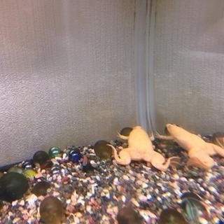 7月5日迄 生体もらってください