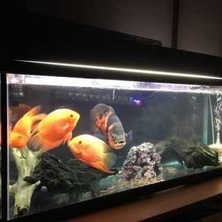 熱帯魚、アクアリウム仲間募集中❗️