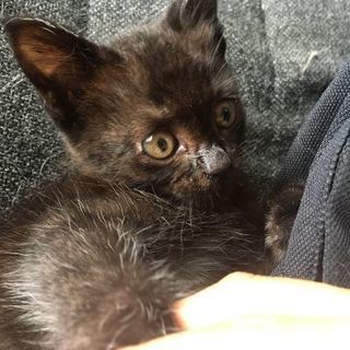 推定生後２ヶ月の子猫（メス）を保護しました。甘えん坊で人懐っこい...