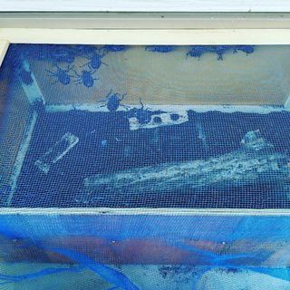 国産天然カブトムシ☆150円の画像