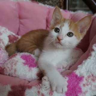 生後２ヵ月　人懐こくて穏やかな男の子　　兄弟猫と一緒に良いご縁が...