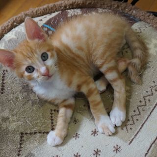 生後２ヵ月　人懐こくて、かわいい男の子　兄弟猫と一緒に、良いご縁...