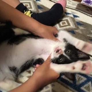 ハチワレの3ヶ月のオス猫