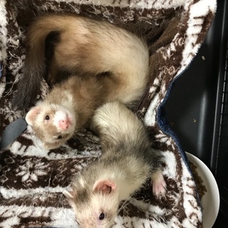 フェレット2匹♂