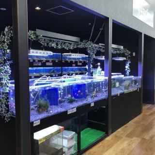 ペットショップ　販売スタッフ　トリマー募集！！の画像
