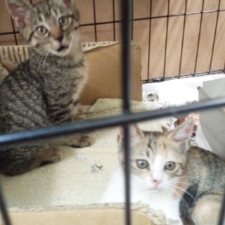 可愛い盛り三毛子猫＋キジトラ兄妹　１ｋｇ。