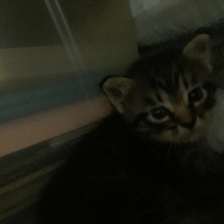 子猫ちゃん、新しい御家族決まりました！ありがとうございました☆彡.。