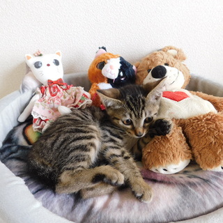感謝！優しいママに出逢えました❣️⭐️べったり甘えん坊 キジトラ...