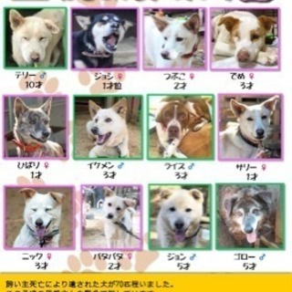 鉾田市多頭飼育崩壊から幸せわんこにしたい🐾‼️