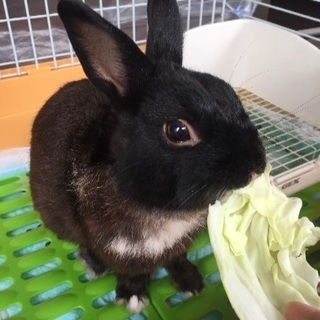 ミニウサギ