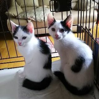 トライアル中。２ｹ月の白黒兄妹