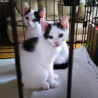 トライアル中。２ｹ月の白黒兄妹 − 大分県