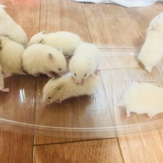 キンクマハムスター赤ちゃん 生後3週間の画像